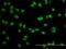 Ubiquitin carboxyl-terminal hydrolase 15 antibody, H00009958-M01, Novus Biologicals, Immunocytochemistry image 