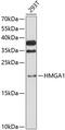 Hmgi antibody, 16-565, ProSci, Western Blot image 