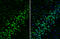 Reelin antibody, GTX133226, GeneTex, Immunohistochemistry frozen image 