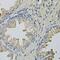LITAF antibody, GTX54315, GeneTex, Immunohistochemistry paraffin image 
