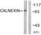 Calnexin antibody, LS-B12416, Lifespan Biosciences, Western Blot image 