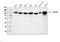 Kif2 antibody, A03979-1, Boster Biological Technology, Western Blot image 
