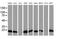 Destrin antibody, MA5-25485, Invitrogen Antibodies, Western Blot image 