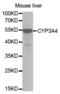 Cytochrome P450 Family 3 Subfamily A Member 4 antibody, abx001982, Abbexa, Western Blot image 