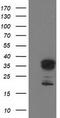 Leukocyte Receptor Cluster Member 1 antibody, TA503082, Origene, Western Blot image 