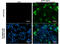 Ebola virus antibody, GTX134144, GeneTex, Immunofluorescence image 
