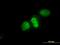 X-Ray Repair Cross Complementing 6 antibody, H00002547-M05, Novus Biologicals, Immunofluorescence image 