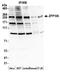 Zinc finger protein 106 antibody, A301-526A, Bethyl Labs, Western Blot image 