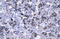 RBPJK antibody, 27-314, ProSci, Immunohistochemistry frozen image 
