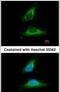 Echinoderm microtubule-associated protein-like 1 antibody, PA5-21294, Invitrogen Antibodies, Immunofluorescence image 