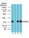 Family With Sequence Similarity 3 Member C antibody, TA336975, Origene, Western Blot image 