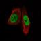 Myocyte Enhancer Factor 2C antibody, NBP2-52925, Novus Biologicals, Immunofluorescence image 