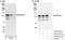 ATP-dependent DNA helicase Q5 antibody, A302-522A, Bethyl Labs, Immunoprecipitation image 