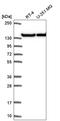 Ubiquitination Factor E4A antibody, HPA064010, Atlas Antibodies, Western Blot image 