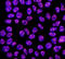 Zinc finger protein 42 antibody, MAB3598, R&D Systems, Immunofluorescence image 