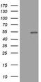 CD4 antibody, TA802067, Origene, Western Blot image 