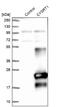 Cysteine Rich Tail 1 antibody, NBP1-81056, Novus Biologicals, Western Blot image 