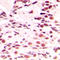 Lamin A/C antibody, LS-C352469, Lifespan Biosciences, Immunohistochemistry paraffin image 