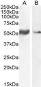 SLC7A11 antibody, 46-378, ProSci, Western Blot image 