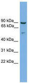 Cornulin antibody, TA344123, Origene, Western Blot image 