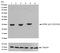 Ribosomal Protein S6 antibody, 701363, Invitrogen Antibodies, Western Blot image 