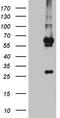 Kruppel Like Factor 5 antibody, TA811878S, Origene, Western Blot image 