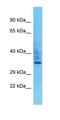 Olfactory Receptor Family 10 Subfamily P Member 1 antibody, orb327066, Biorbyt, Western Blot image 