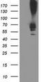 Dolichyl-diphosphooligosaccharide--protein glycosyltransferase subunit 1 antibody, NBP2-01294, Novus Biologicals, Western Blot image 