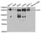 DNA Ligase 1 antibody, orb48438, Biorbyt, Western Blot image 