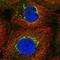 Trans-Golgi Network Vesicle Protein 23 Homolog C antibody, HPA065603, Atlas Antibodies, Immunofluorescence image 