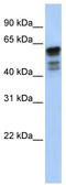 Desmin antibody, TA346084, Origene, Western Blot image 