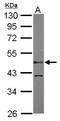 LIM Domain Binding 1 antibody, LS-C185626, Lifespan Biosciences, Western Blot image 
