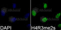 Histone Cluster 4 H4 antibody, A3159, ABclonal Technology, Immunofluorescence image 