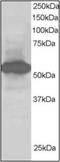 SIL1 Nucleotide Exchange Factor antibody, orb88805, Biorbyt, Western Blot image 
