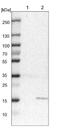 Mitochondrial Ribosomal Protein S24 antibody, NBP1-92140, Novus Biologicals, Western Blot image 