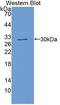 Butyrylcholinesterase antibody, LS-C372947, Lifespan Biosciences, Western Blot image 