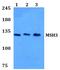 MutS Homolog 3 antibody, PA5-75306, Invitrogen Antibodies, Western Blot image 