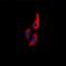 MYL9 antibody, orb318918, Biorbyt, Immunofluorescence image 