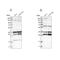 Chromosome 9 Open Reading Frame 78 antibody, NBP1-83168, Novus Biologicals, Western Blot image 