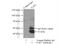 ELL-associated factor 1 antibody, 13787-1-AP, Proteintech Group, Immunoprecipitation image 