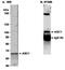 Thyroid Hormone Receptor Interactor 4 antibody, NB100-419, Novus Biologicals, Western Blot image 