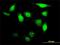Uridine-Cytidine Kinase 1 Like 1 antibody, H00054963-M01, Novus Biologicals, Immunofluorescence image 