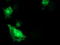 Synaptosome Associated Protein 25 antibody, TA502963, Origene, Immunofluorescence image 