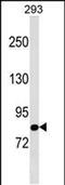 TBC1 Domain Family Member 10B antibody, PA5-48889, Invitrogen Antibodies, Western Blot image 