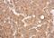 Peroxisomal targeting signal 1 receptor antibody, GTX109798, GeneTex, Immunohistochemistry paraffin image 