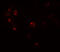 Zinc Finger Protein 821 antibody, 7537, ProSci Inc, Immunofluorescence image 