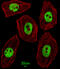 Homeobox protein unc-4 homolog antibody, A14476, Boster Biological Technology, Immunofluorescence image 