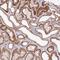 Zinc Finger Protein 226 antibody, HPA006145, Atlas Antibodies, Immunohistochemistry frozen image 