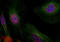 Hdm2 antibody, LS-C335021, Lifespan Biosciences, Immunofluorescence image 