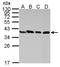 Peroxisomal biogenesis factor 19 antibody, LS-C186171, Lifespan Biosciences, Western Blot image 